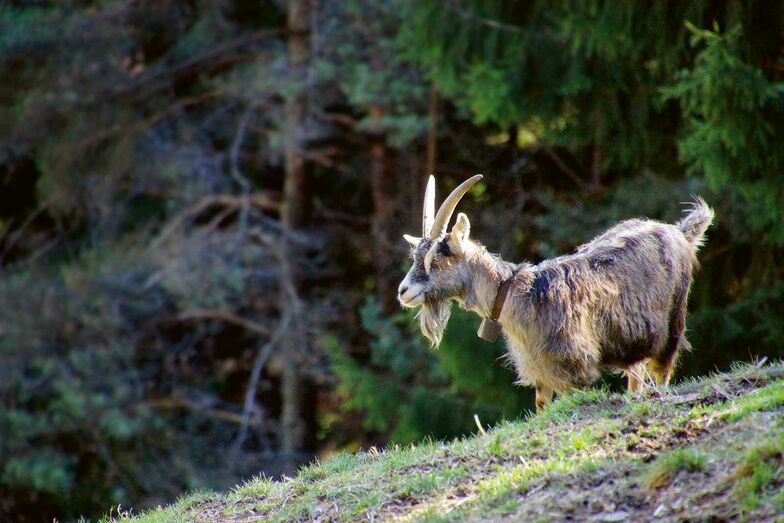 Les chèvres sont les premières à être amenées à l’alpage, durant la première quinzaine de mai, et les dernières à redescendre dans la vallée, à la fin d’octobre.