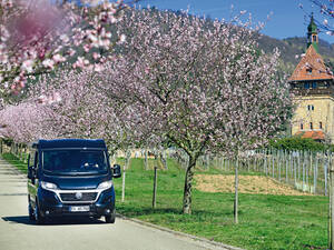 Rings um den Geilweiler Hof blüht eine besonders schön angelegte Mandelbaum-Allee.