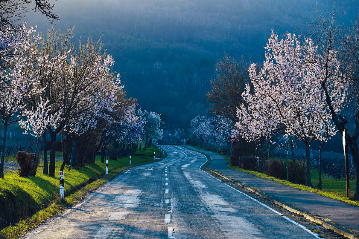 Die Mandelbäume von Edenkoben erstrahlen im tiefstehenden Abendlicht.