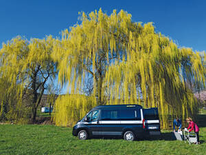 Am Stellplatz bei Siebeldingen bewundern wir eine ausladende Trauerweide.
