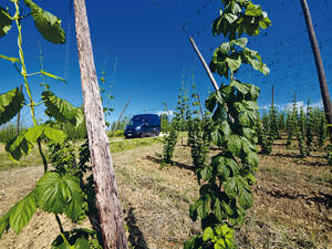 Die Route führt auch in das Herzstück der Hallertau – Europas grösstem Hopfenanbaugebiet.