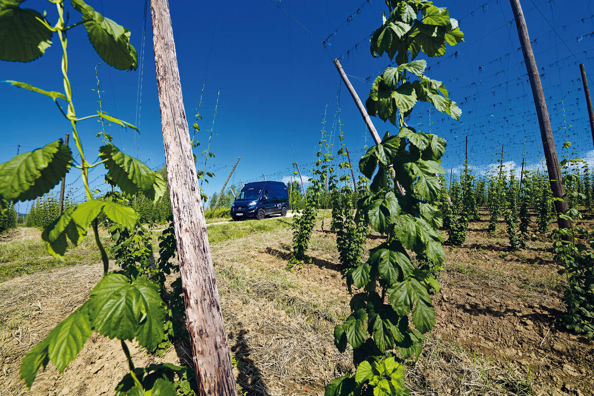 Die Route führt auch in das Herzstück der Hallertau – Europas grösstem Hopfenanbaugebiet.