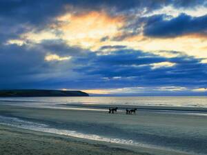 Wir schauen den Trabjockeys am Strand von Dunmore zu.