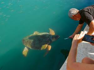 Begegnung mit Schildkröten im Hafenbecken von Argostoli.