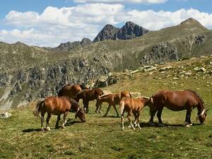 L’appel de la nature : les personnes en quête de calme ne sont pas les seules à visiter les régions montagneuses isolées des Pyrénées ; les animaux y viennent aussi.