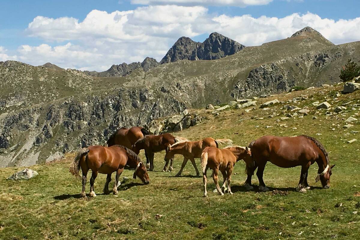 L’appel de la nature : les personnes en quête de calme ne sont pas les seules à visiter les régions montagneuses isolées des Pyrénées ; les animaux y viennent aussi.